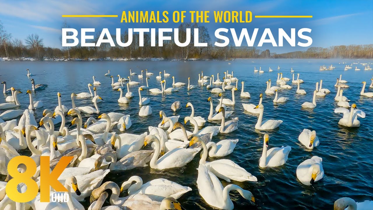 Beautiful Swan Lake - Incredible Wild Birds of Siberia - 8K Relaxation Video