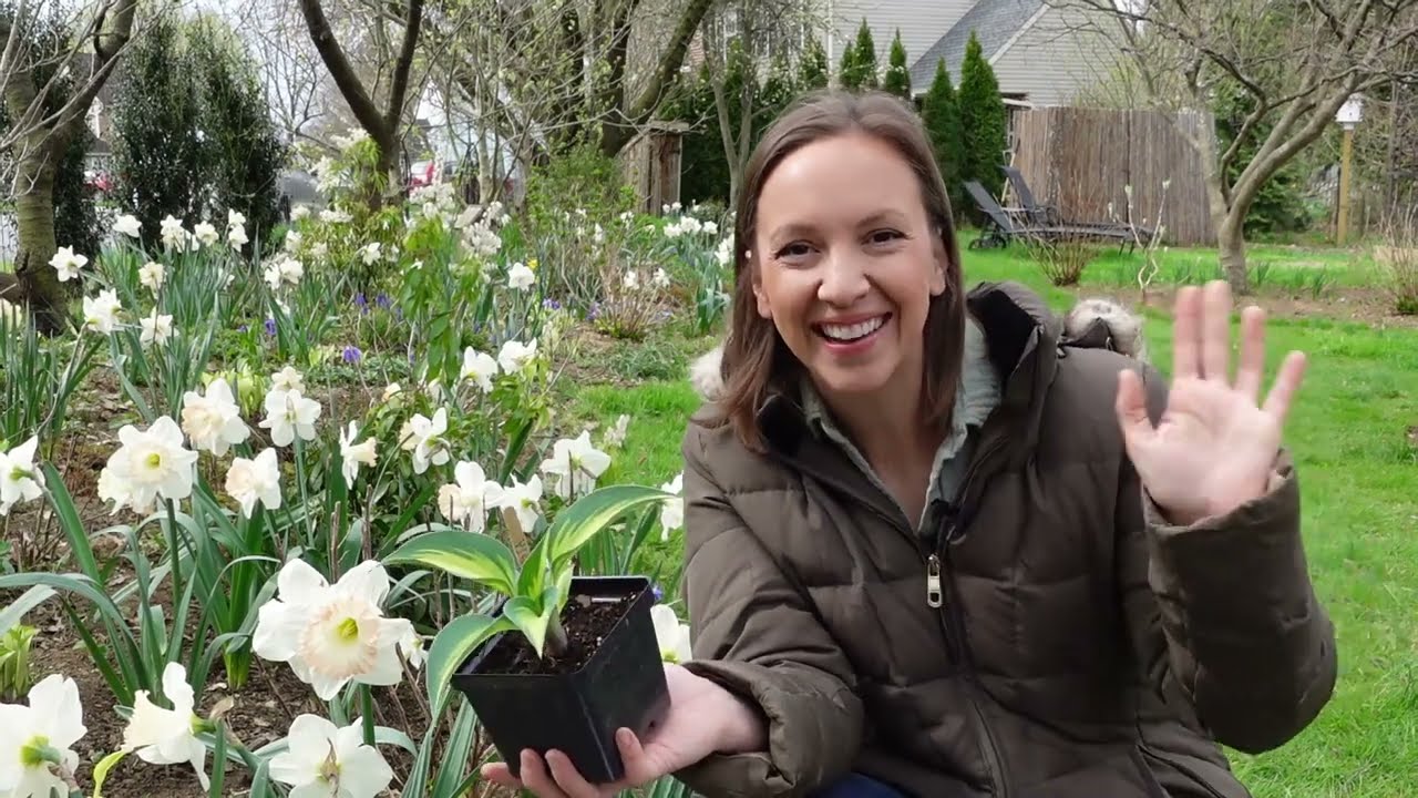 Dividing Older Hostas and Planting New Bare Root Hostas // How to Plant, Grow, and Divide Hostas