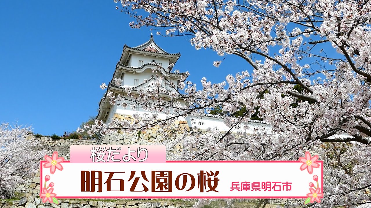 明石公園の桜が見頃（2021.4.1撮影）