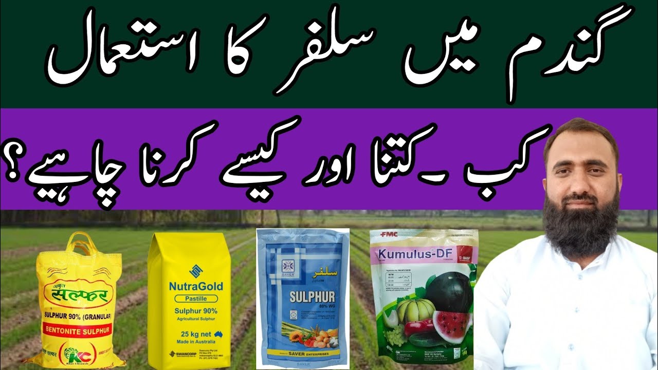 How to use sulfur in wheat | What is sulphur bentonite | Bilal Kanju Official