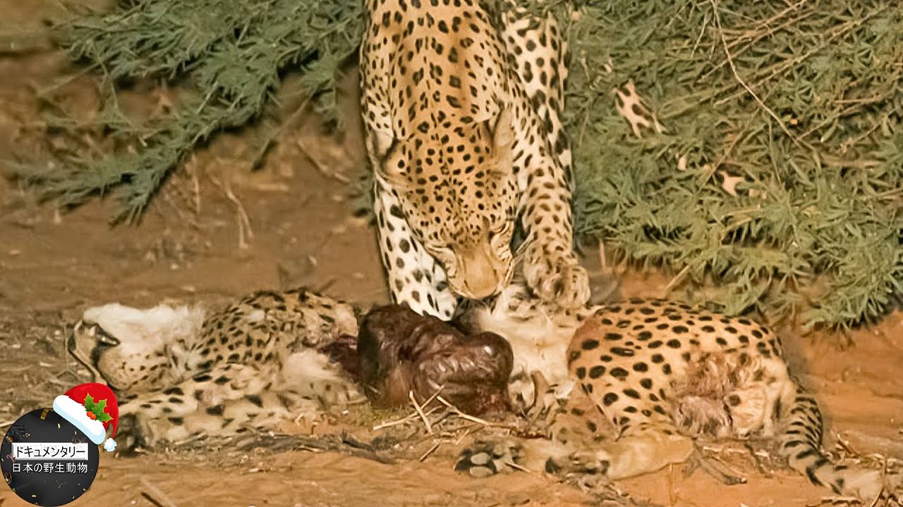 このヒョウがチーターを襲って残酷に食べたとき、何が起こったのか見てください。 | 野生動物