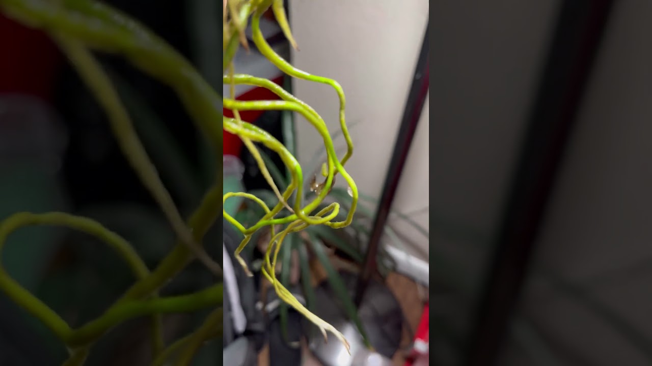 Snail eggs adding to another jar to start a second colony of snails to keep the plants happy 