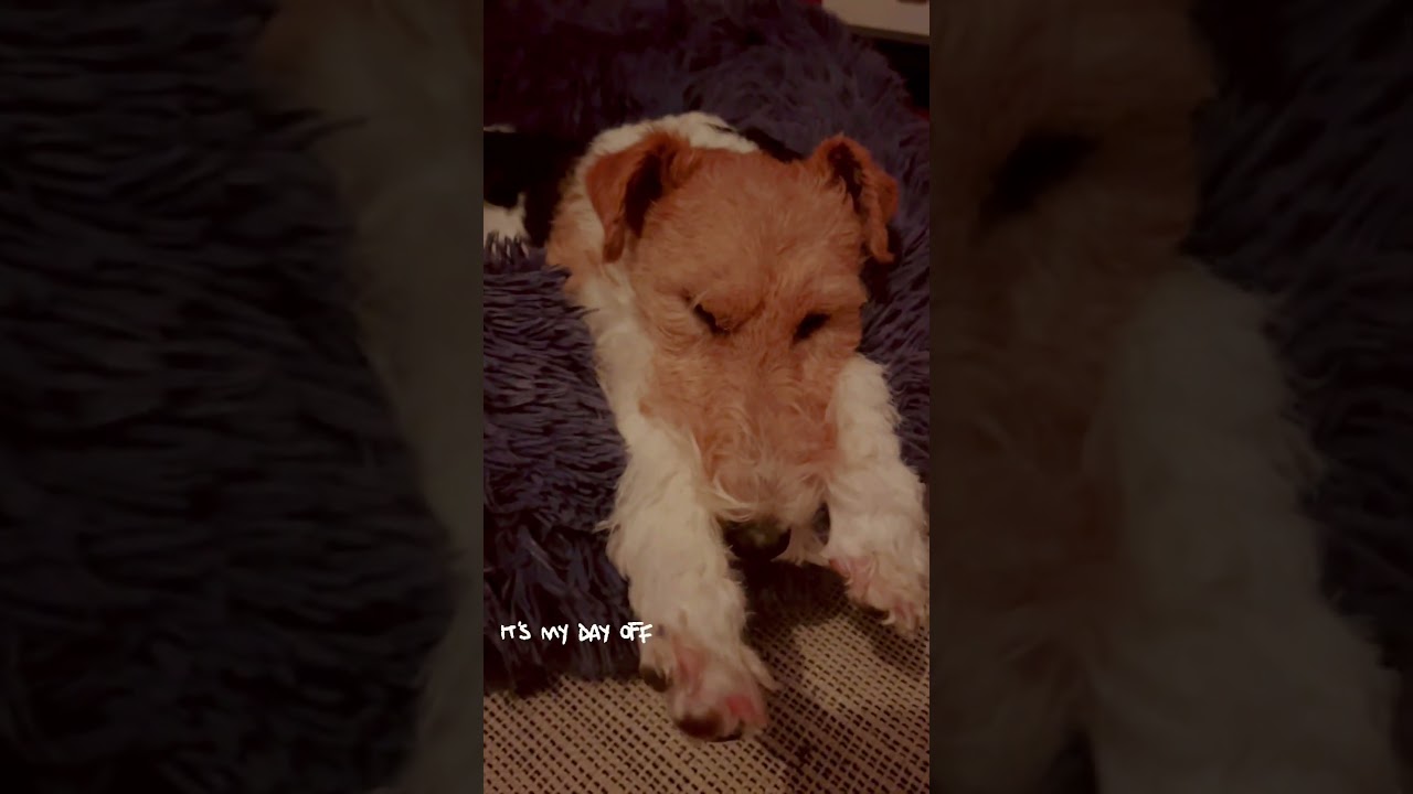 Time&hellip;😴 #kaiababychompoodo #wirefoxterrier