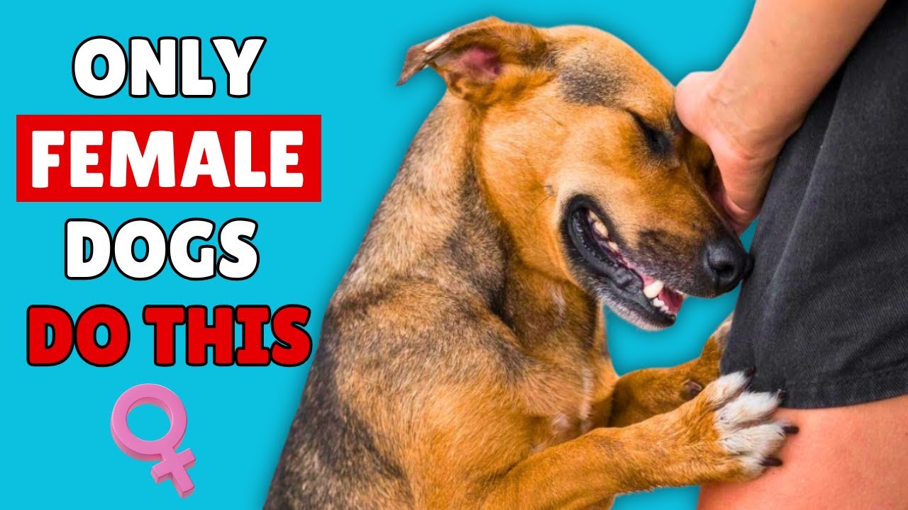 Male Dogs Never Do This ❌🐶 &ndash; But Female Dogs Always Do 💕