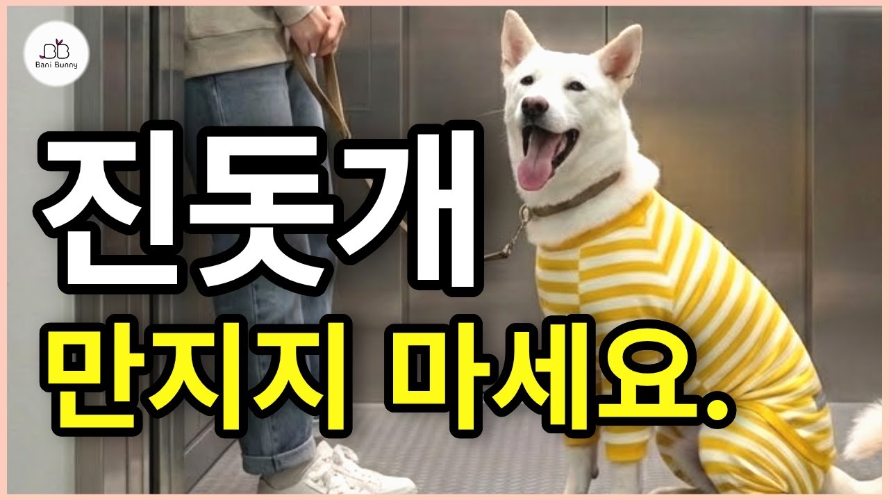 진돗개 성격과 특징, 새끼 진돗개 필수 훈련, 진돗개 성격을 망치는 나쁜 행동 #진도견 #진돗개 #진도믹스