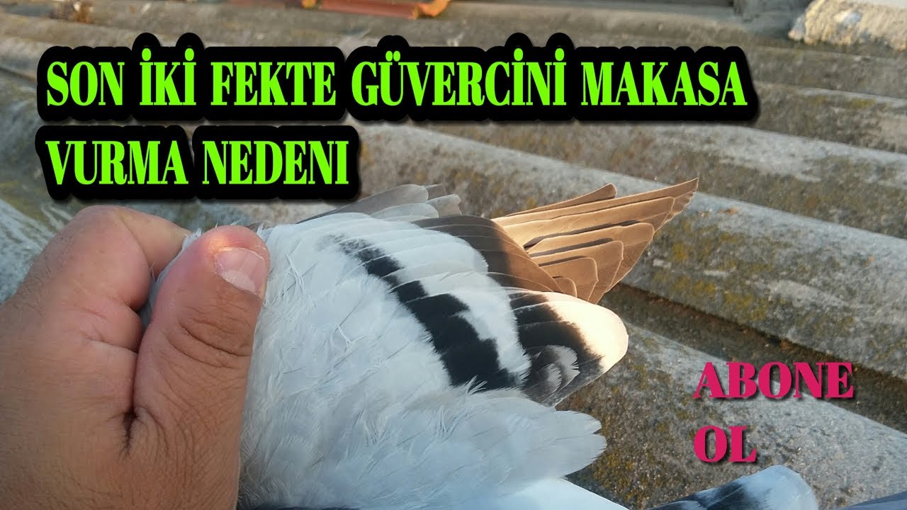 GÜVERCİNLERDE UÇUM BAŞ TELEKLERİ NEDEN KESİLİR