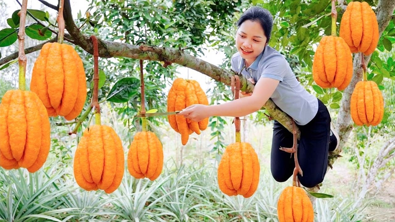 Harvesting Buddha's Hand Fruit To Sell At The Market - Vegetable Seeding - Hanna Daily Life