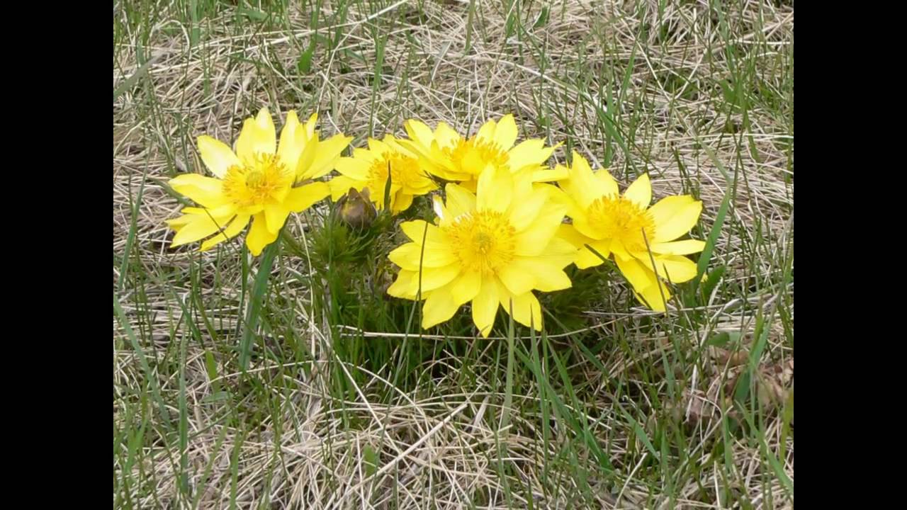 Adonis vernalis (with translation text)
