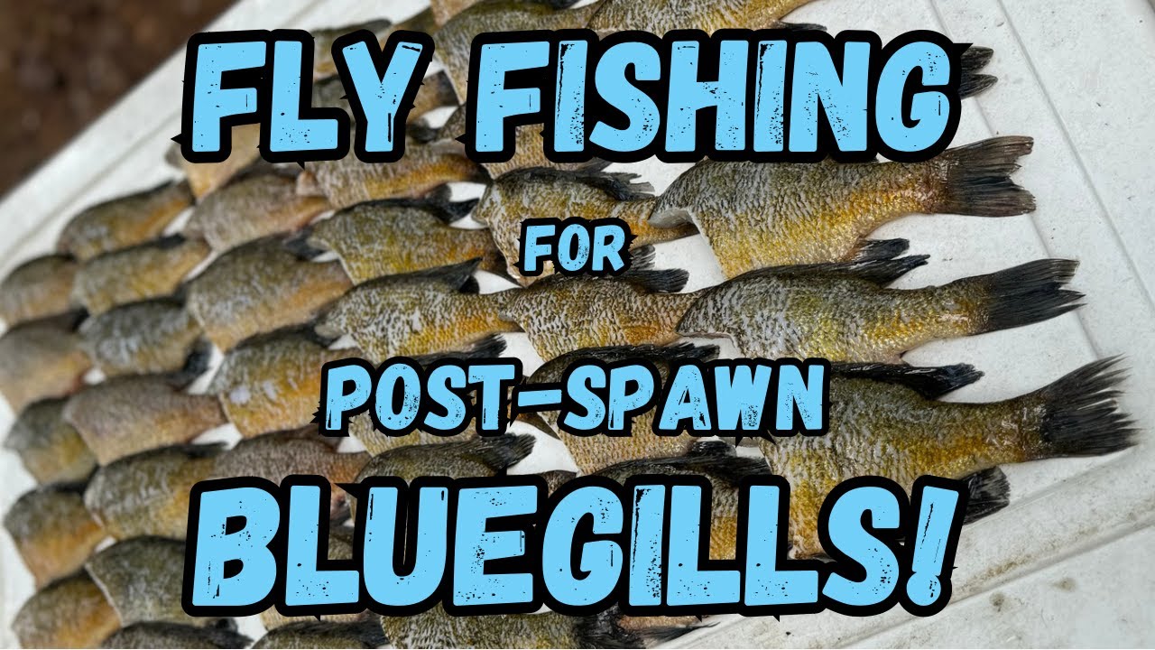 Kayak Fly Fishing for BIG Bull Bluegills!