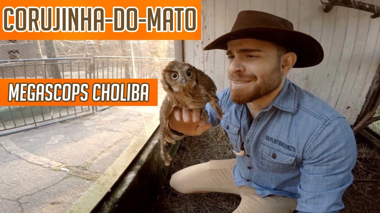Corujinha-do-mato! (GoPro: Daily Vlog)