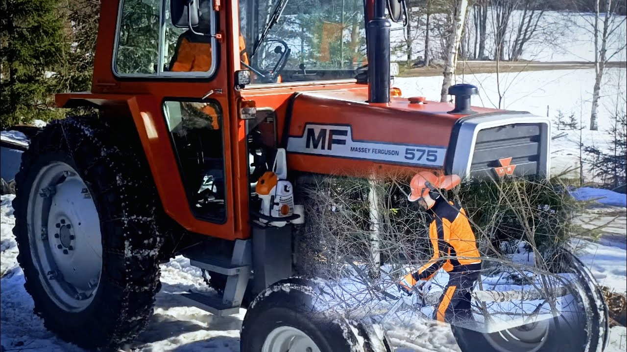 MF 575 & Stihl MS 201 - Puunajo jatkuu