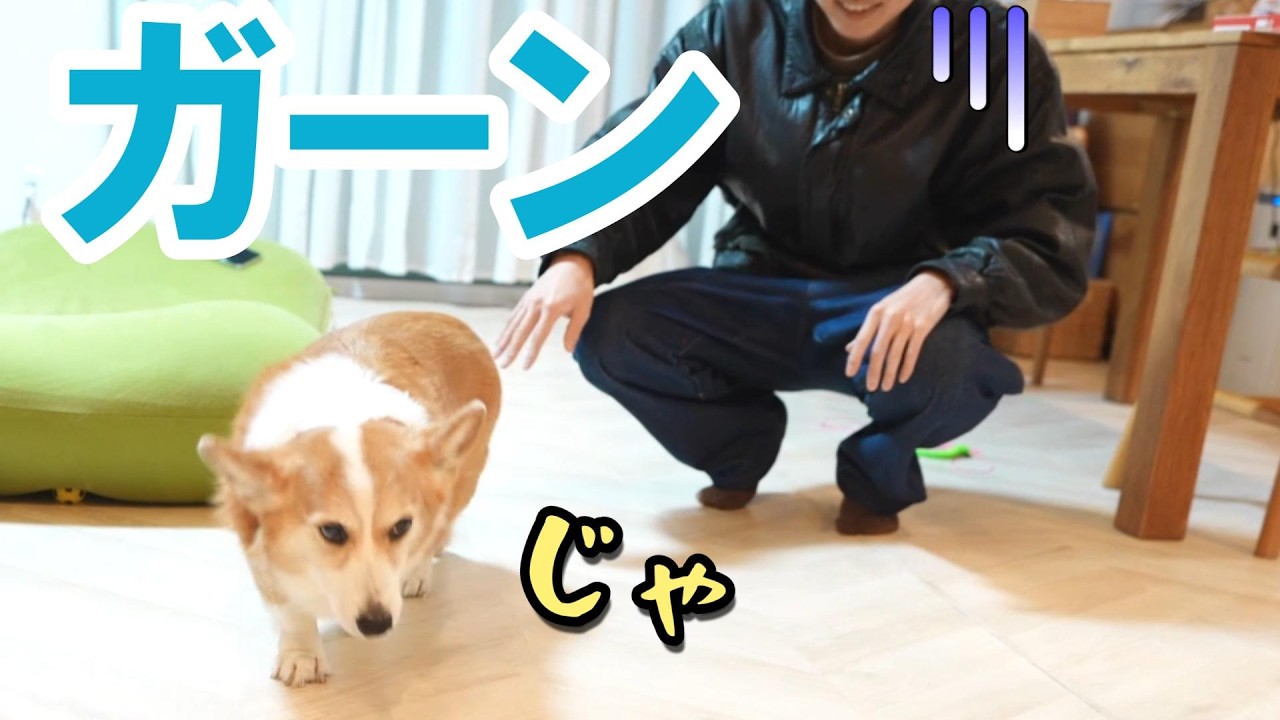 めっちゃ疲れた日はお兄ちゃんの出迎えが雑になるコーギー犬