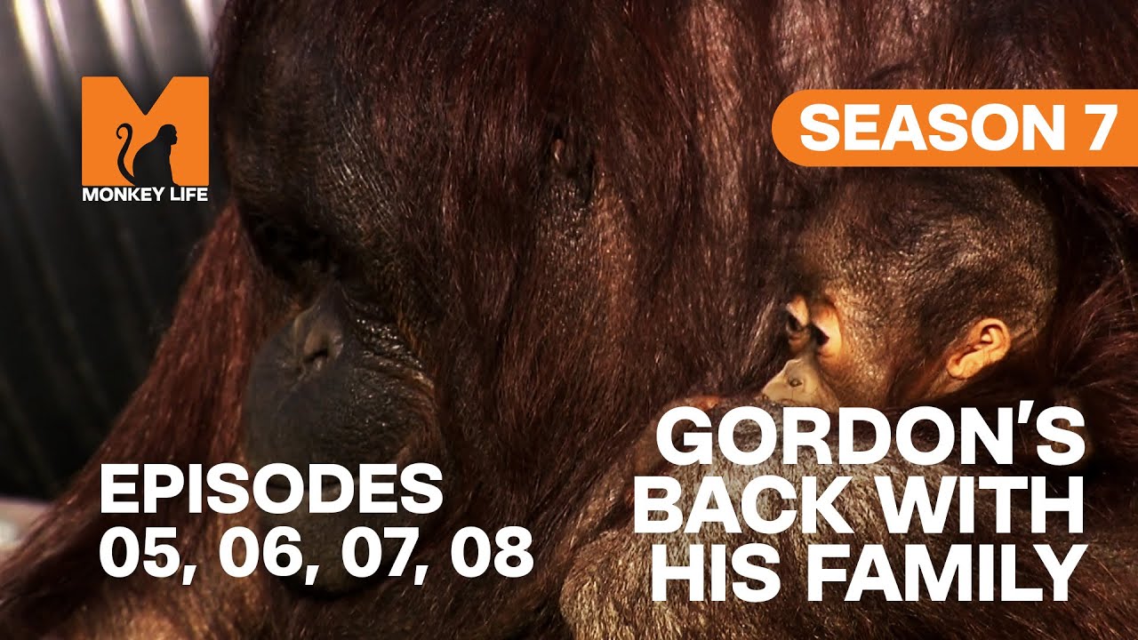 Gordon Reunites With His Family in Monkey Life | S07 E05, 06, 07 & 08 | Full Episodes