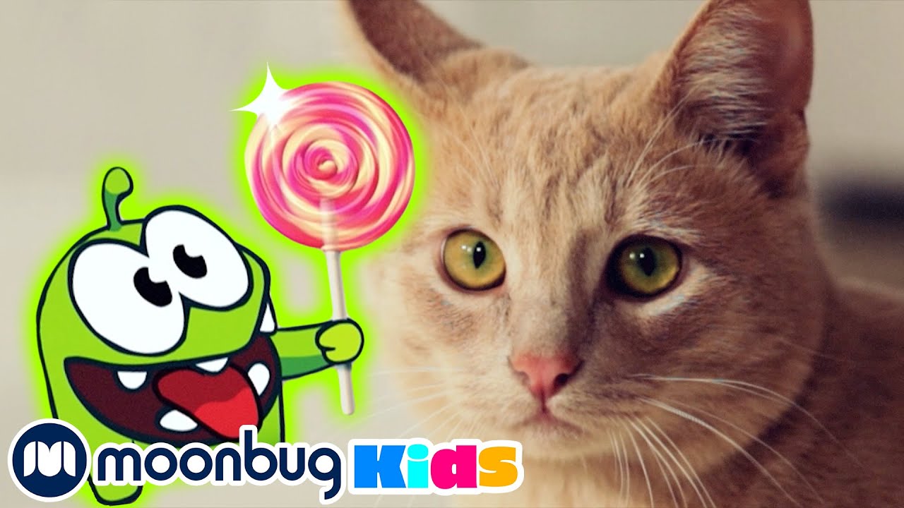 Om Nom Stories - Om Nom and Cat | 옴놈 시즌 1 모아보기 | 옴놈과 고양이+ | 인기동화 | 어린이 만화 | 문복키즈 | Moonbug Kids 인기만화