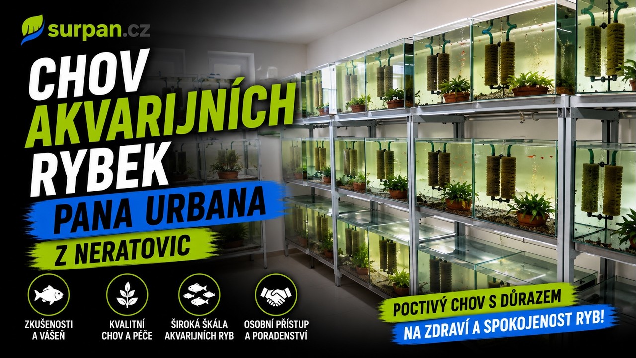 Chov akvarijních rybek pana Urbana z Neratovic | SURPAN.CZ