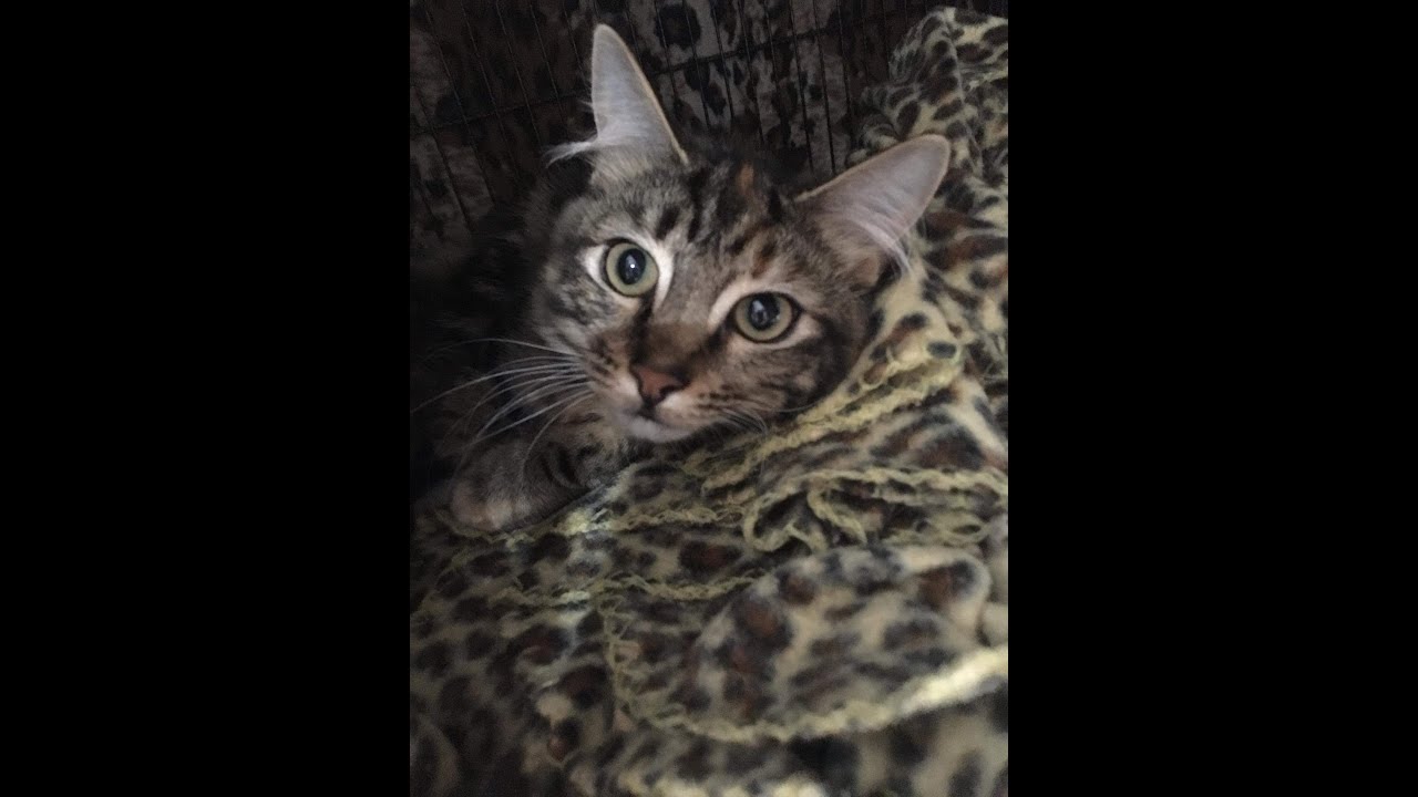 A Nala Video