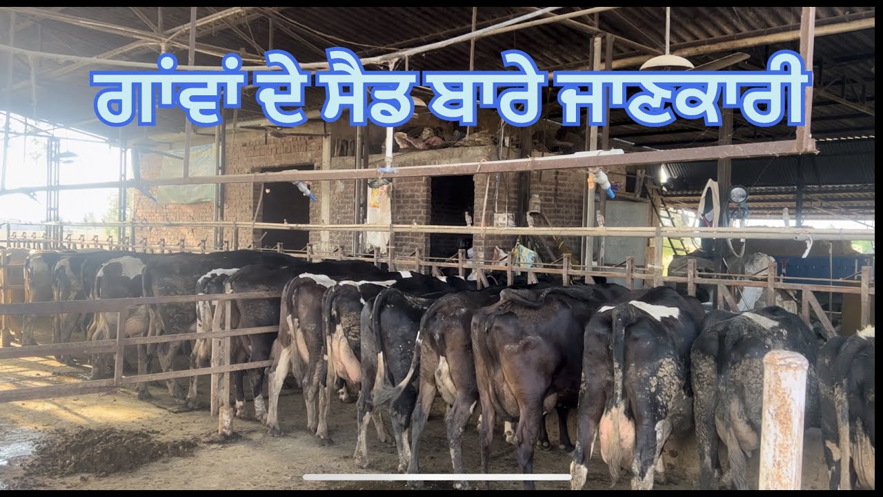 How to make 10 cows dairy farm shed. | SHED DESIGN, WATER SYSTEM,@Bassi dairy farm PUNJAB.