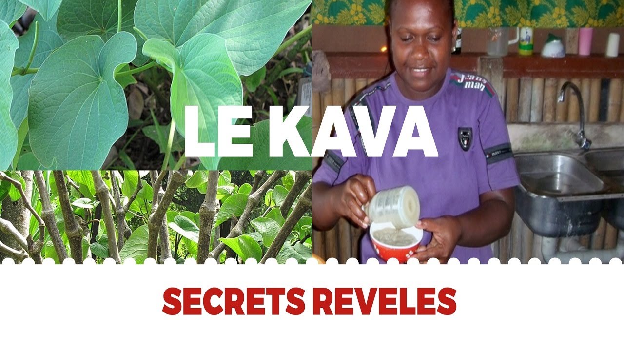 DECOUVREZ LES SECRETS DU KAVA (KAWA KAWA)