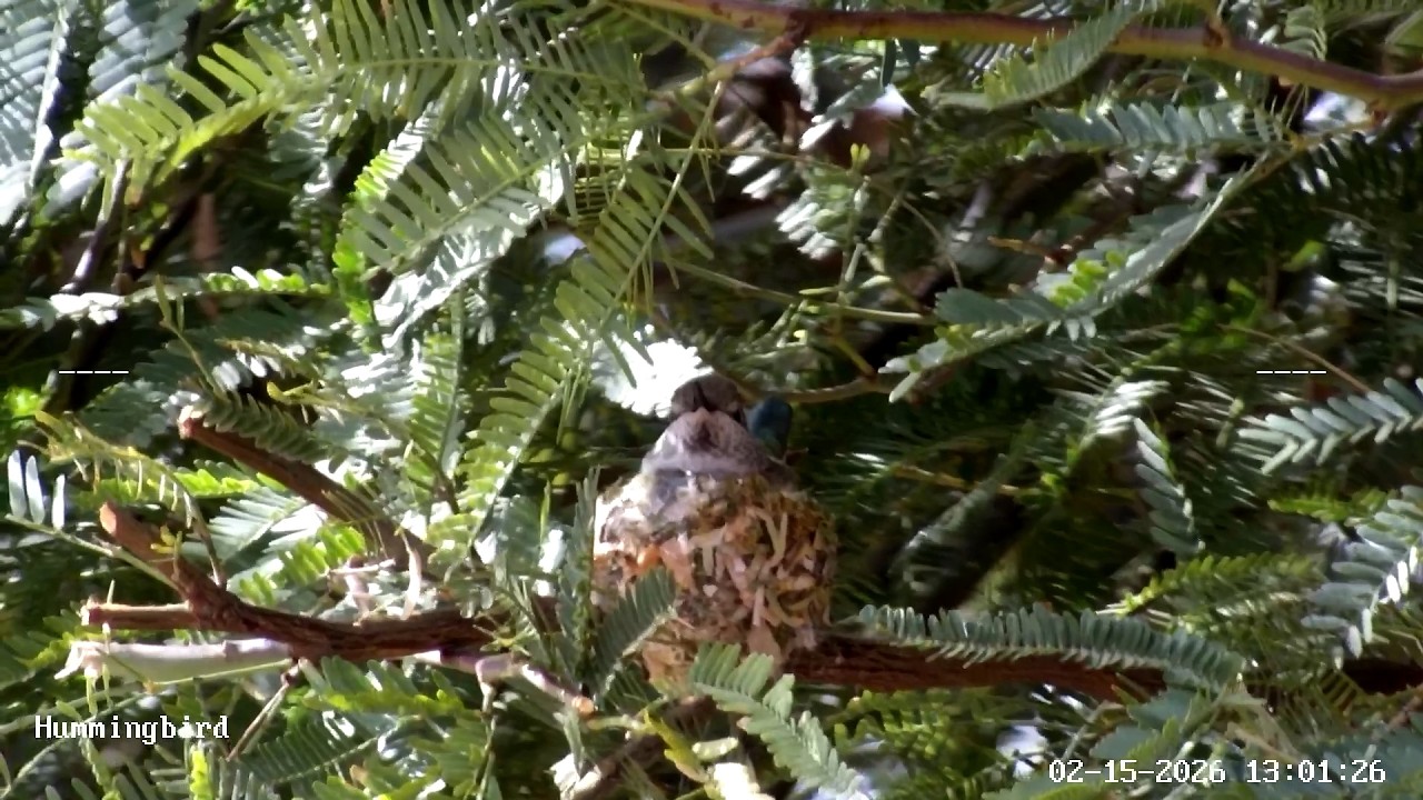 Hummingbird Livestream