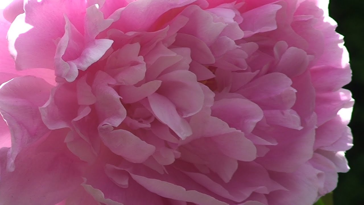 Britain in Bloom