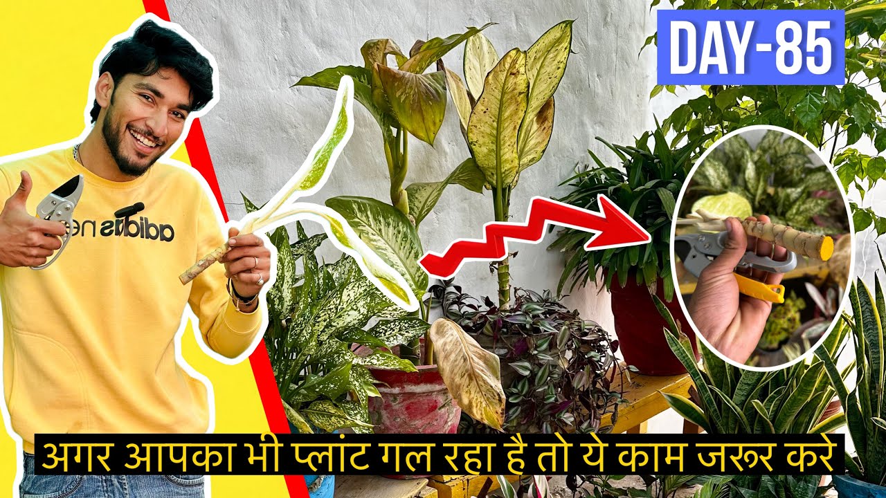 Dieffenbachia Root Rot: अगर तना गल रहा है तो तुरंत देखें ये वीडियो 😱