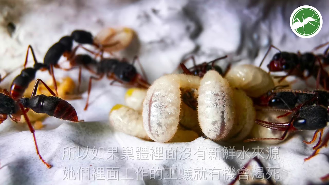 獵鐮猛蟻的飼養經驗