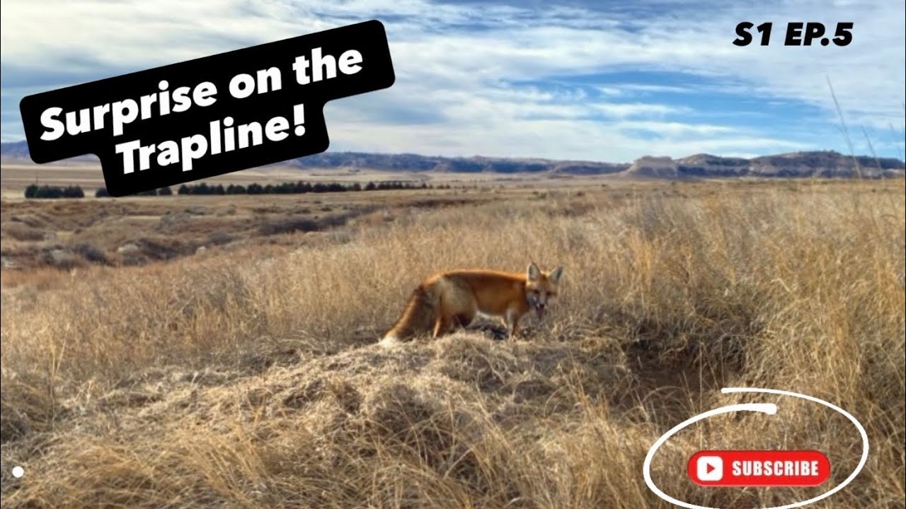 Western Coyote and Fox trapping. Part 3 of 3. 