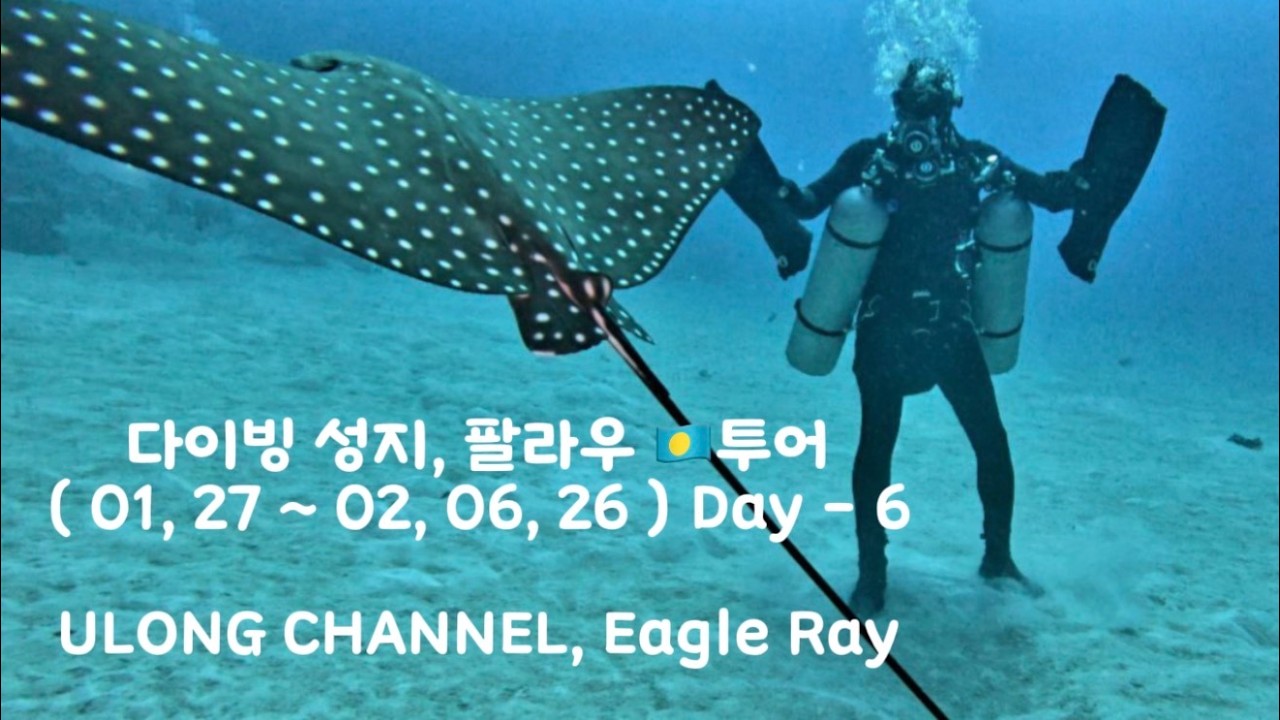 다이빙 성지, 팔라우 🇵🇼투어 ( 01, 27 ~ 02, 06, 26 ) Day - 6 ULONG CHANNEL, Eagle Ray