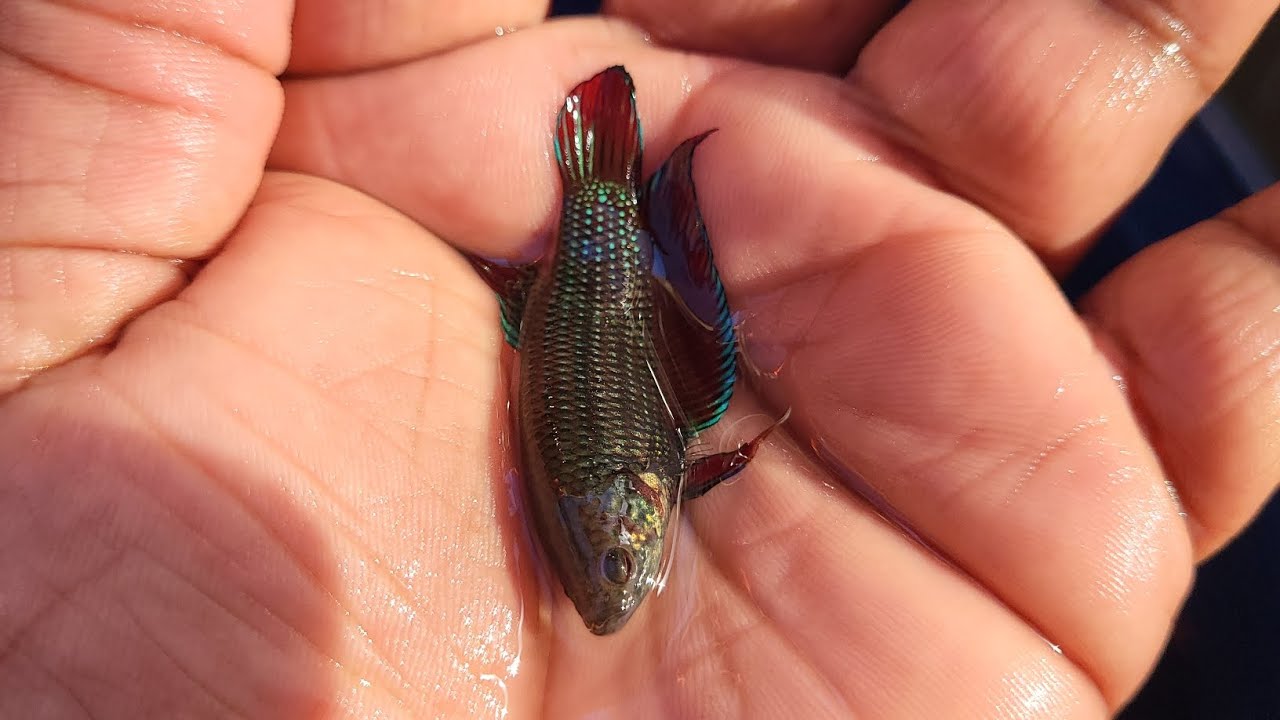 Puse 2 parejas de peces bettas vieja generación ah aparearse.