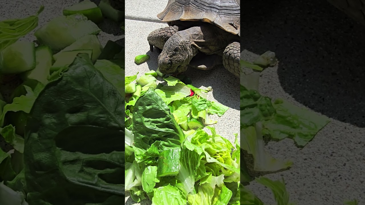 Flash, The tortoise, taking big bites