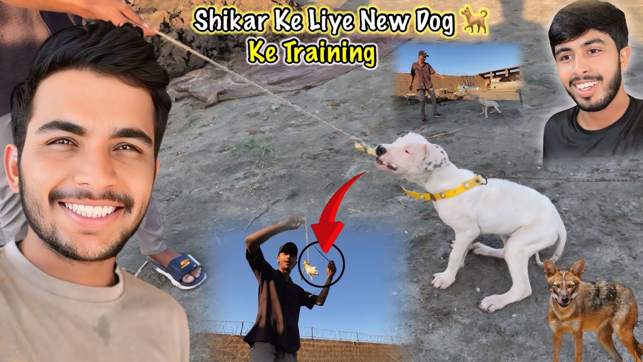 Shikar Ke Liye New Dog 🐕 Ke Training Start Kar Di 😍Goat Farming | Zohaib Pendu | Saqlain Pendu 