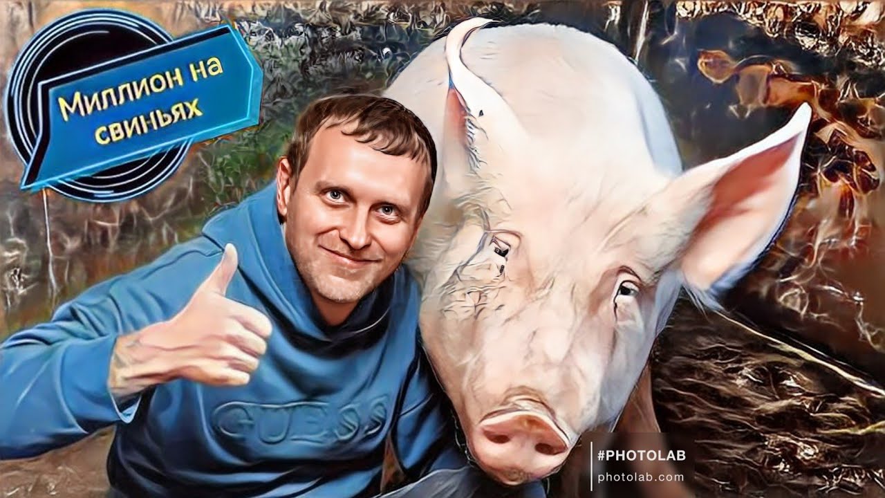 Свиноматки породы ландрас плюсы и минусы! 