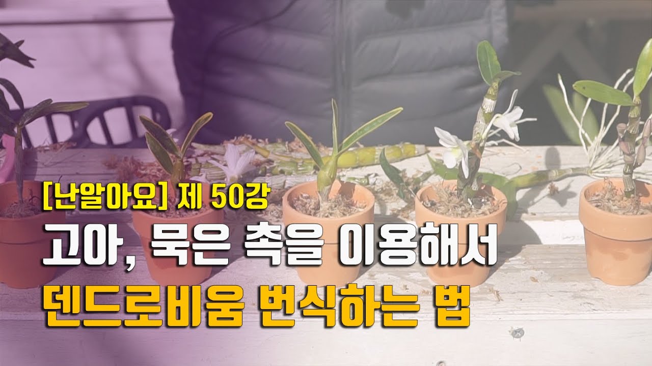 집에서 덴드로비움을 번식해보자!! 고아, 묵은 촉으로 덴드로비움 번식하기 - '난 알아요' 제 50강