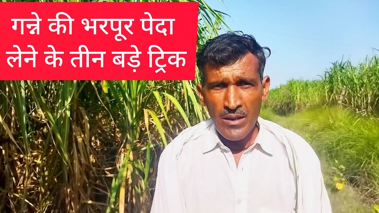 गन्ने की भरपूर पेदा लेने के तीन बडे़ ट्रिक || video ||#farming #agriculture #umeshchand 