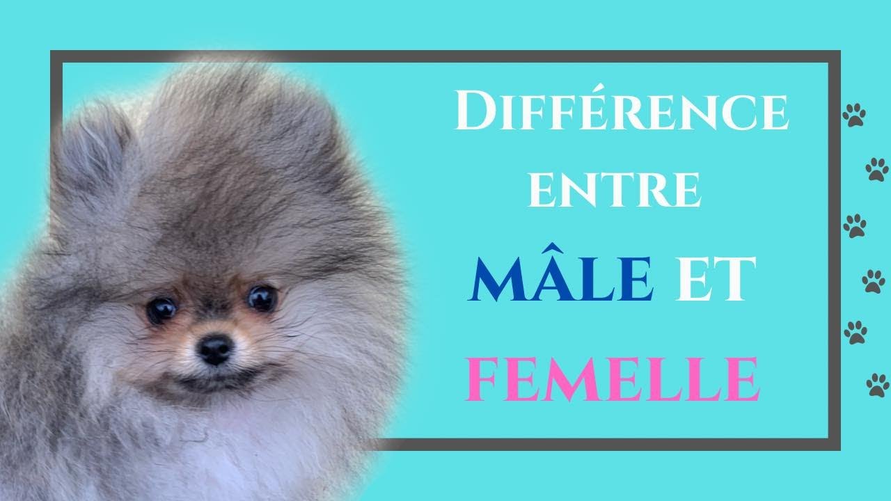 🐶 Diff&eacute;rence entre M&Acirc;LE et FEMELLE Pom&eacute;ranien 🐾 : ✦ 100% #POMERANIAN (PARTIE N&deg;7)