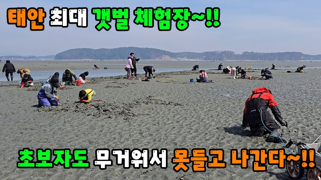 태안 최대 갯벌 체험장 초보자도 무거워서 못들고 나간다 ~!!