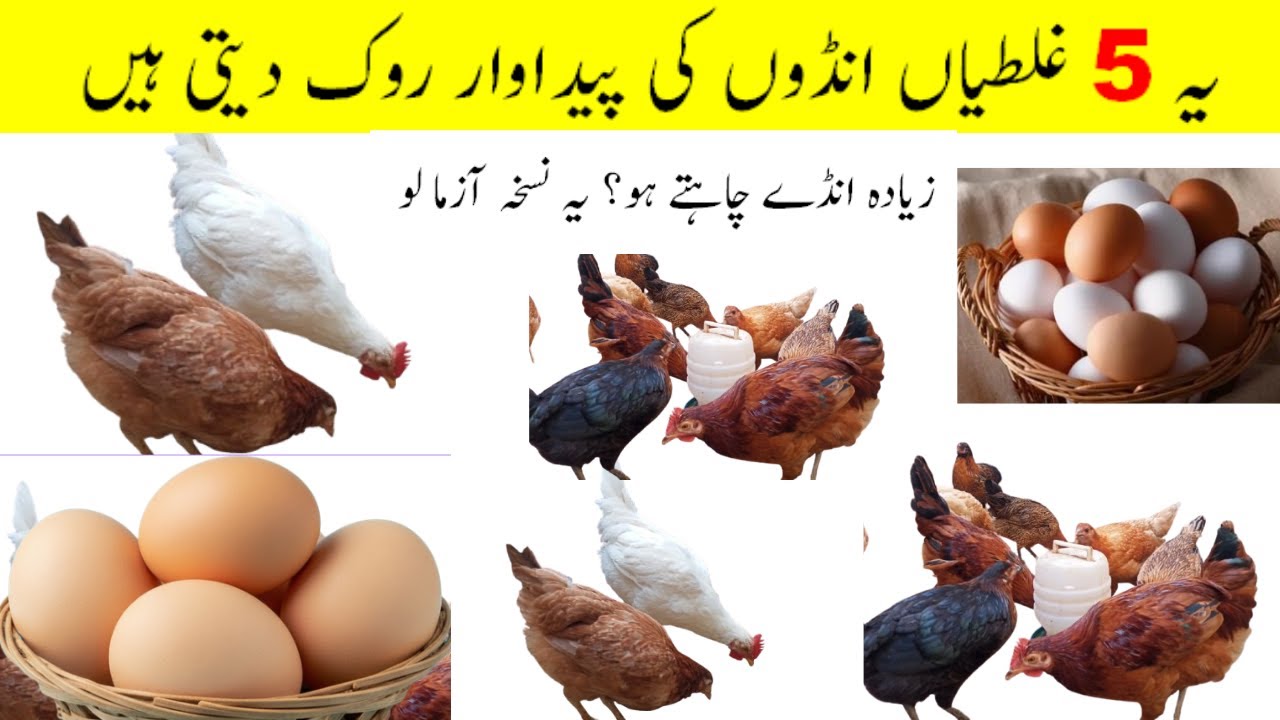  Egg Production Booster: How to Increase Egg Laying in Chickens || Eggs booster Tips