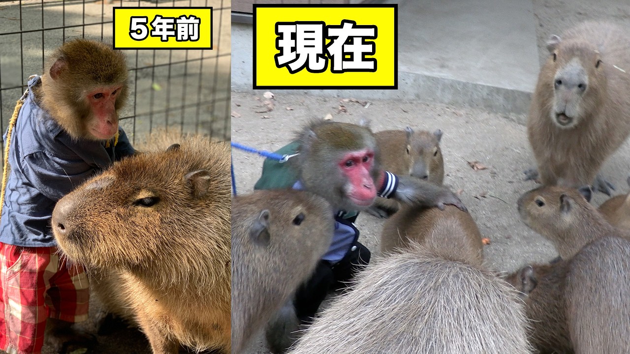 親友だったカピバラが家族をつくって大所帯に！久々に会ったお猿さんの反応が素敵でした
