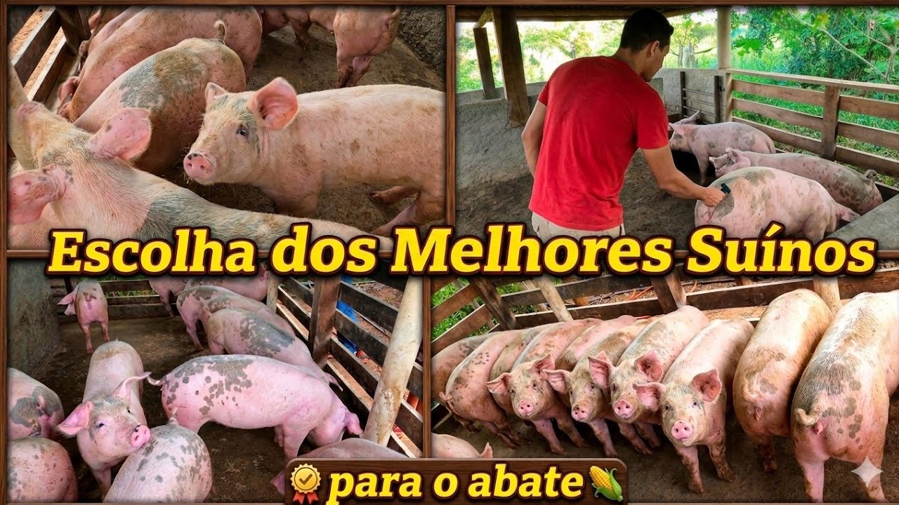 ESCOLHA CERTA dos melhores suínos= MELHOR QUALIDADE DE CARNE