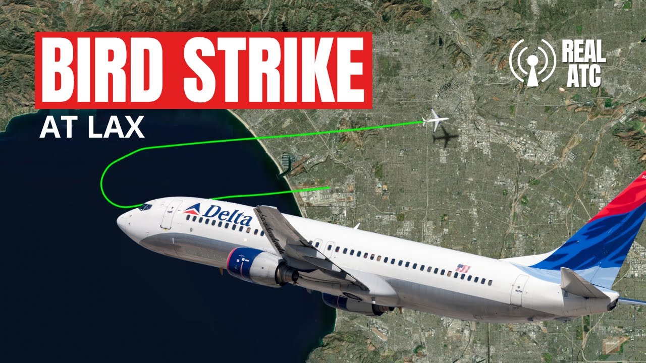 СРОЧНО! Столкновение с птицами самолёта Delta 737 в аэропорту Лос-Анджелеса | Немедленное возвращ...