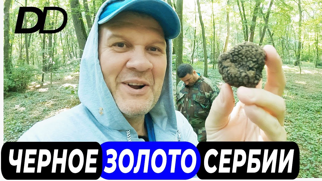 ОХОТА НА ЧЕРНЫЙ ТРЮФЕЛЬ СО СПЕЦИАЛЬНОЙ СОБАКОЙ! СЕЗОН ЛЕТНЕГО ЧЕРНОГО ТРЮФЕЛЯ - TUBER AESTIVUM!