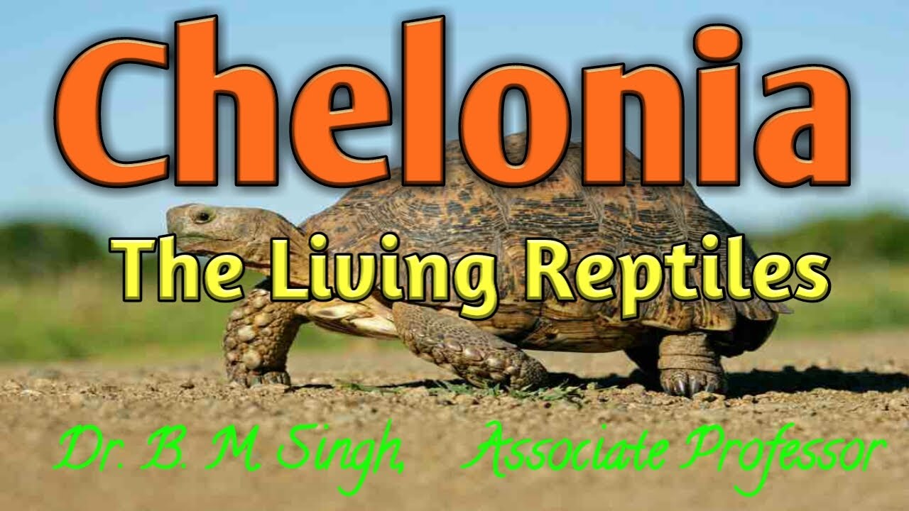 Chelonia, The Living Reptiles