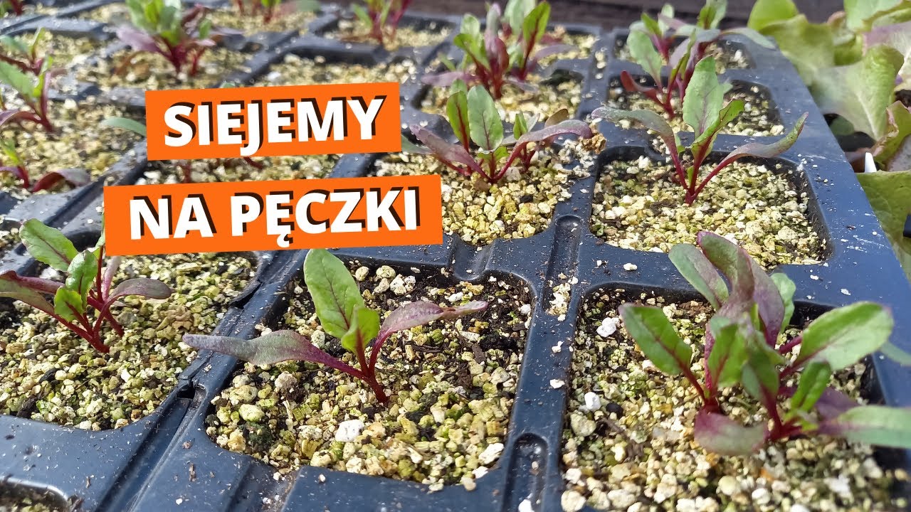 Burak, marchew, rzodkiewka na rozsadę. Siew gniazdowy do multidoniczek.