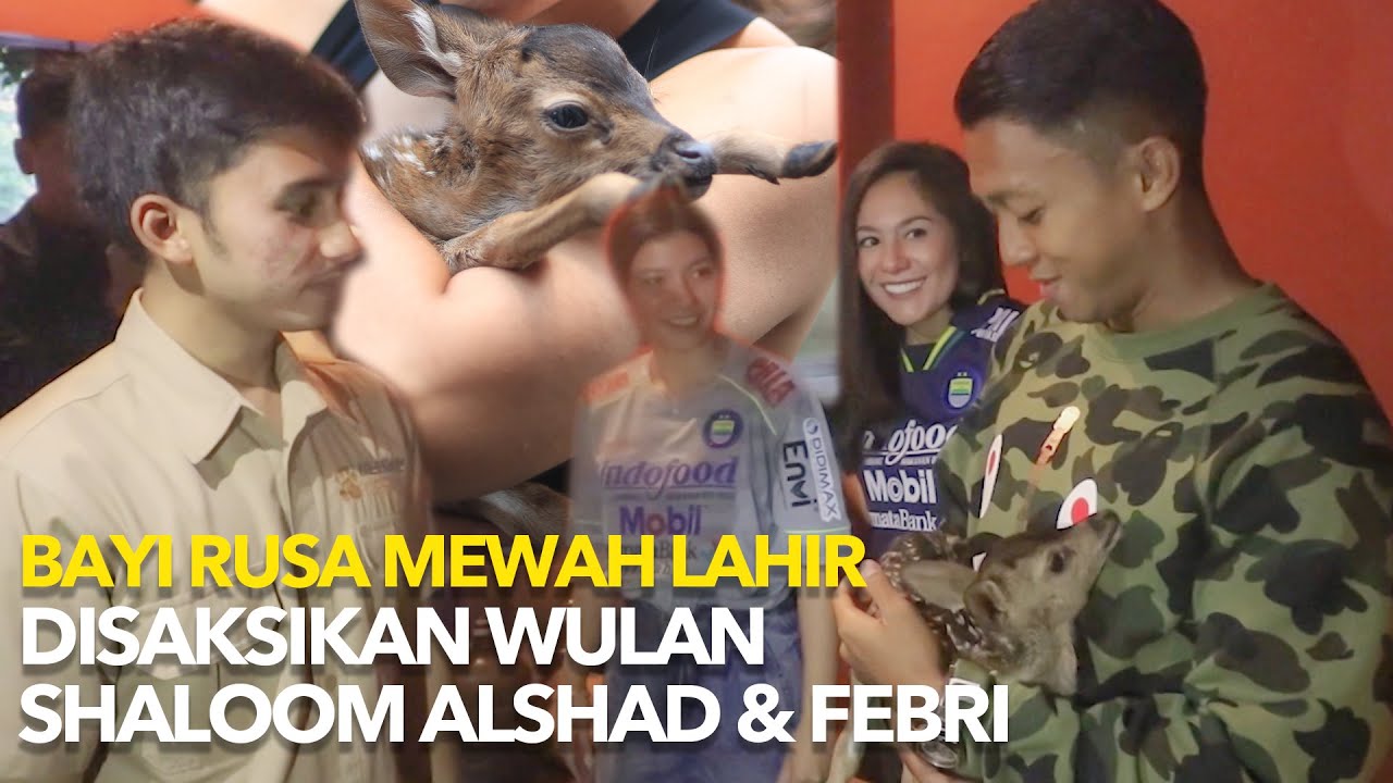Rusa special Alshad Ahmad, lahir di saksikan Febri Hariyadi, Wulan & Shaloom