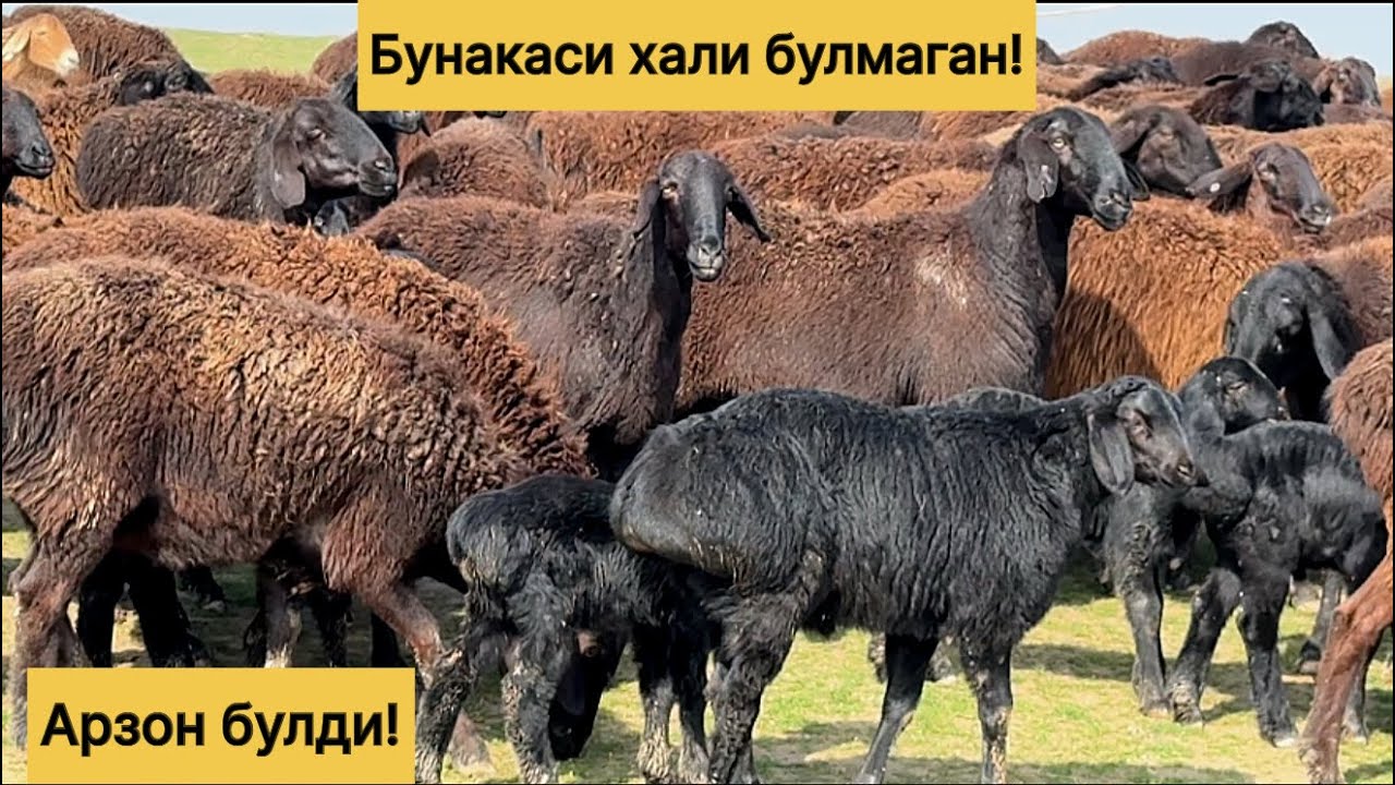 Шошилинг! Хиссори куйлар! 943320698☎️ 972210096☎️