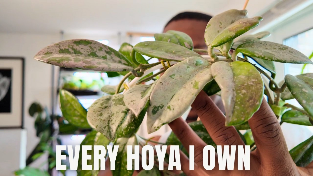 My Entire Hoya Collection 2025 🌿 | Tour & Progress Update