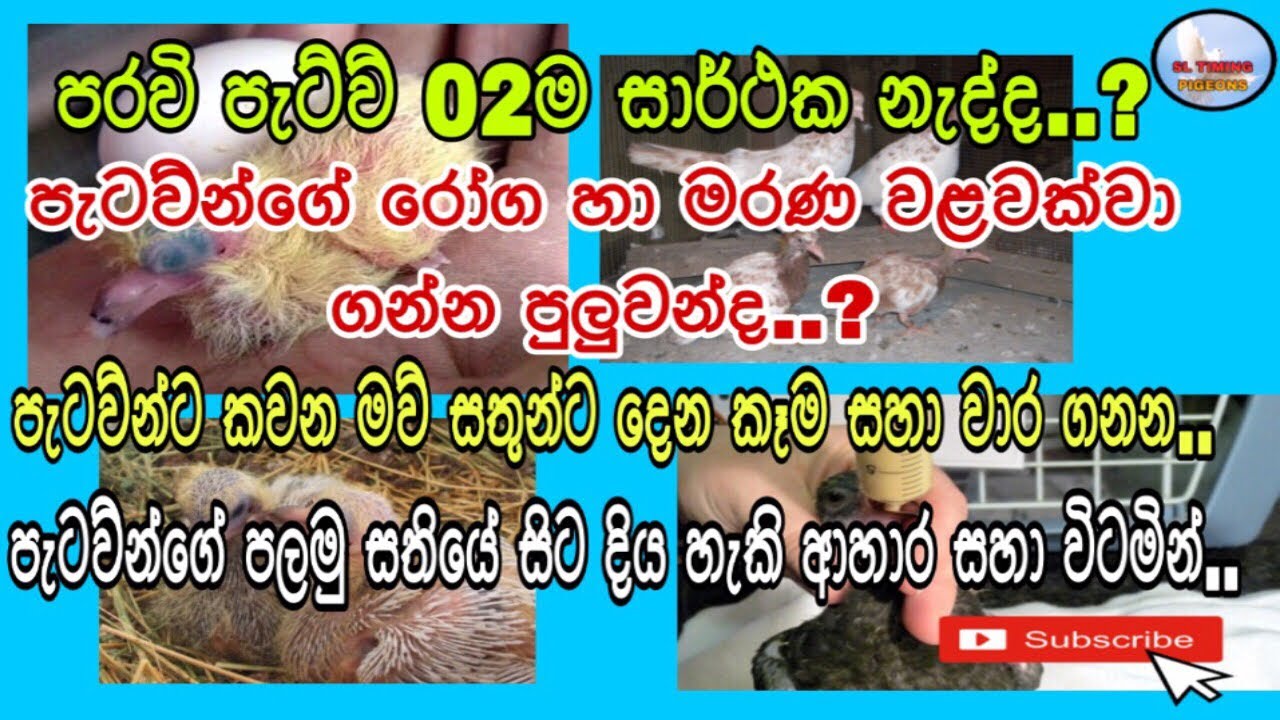 පරවියන්ගේ පැටව්න් 02න්නම සාර්ථක කර ගන්නා විදිහ,ආහාර සහා මරණ වලින් වලක්වා ගන්නා ක්‍රම...🕊