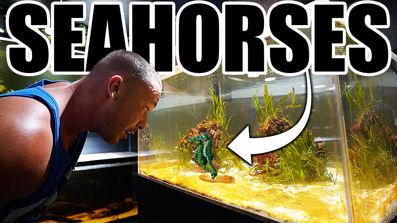 The seahorse aquarium - CRAZY UPDATE!