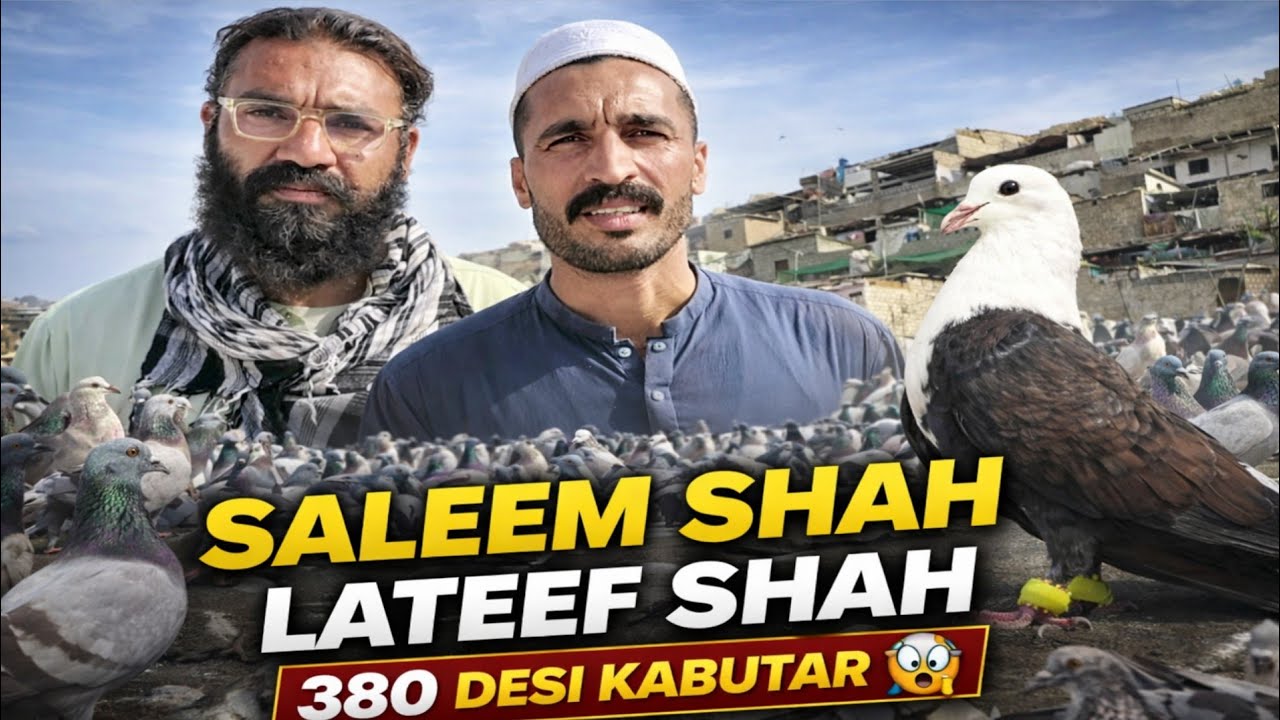 Phari Ke Upar Se Kabutar Ka Shouq 😱 | Saleem Shah & Lateef Shah Ke 380 Desi Kabutar