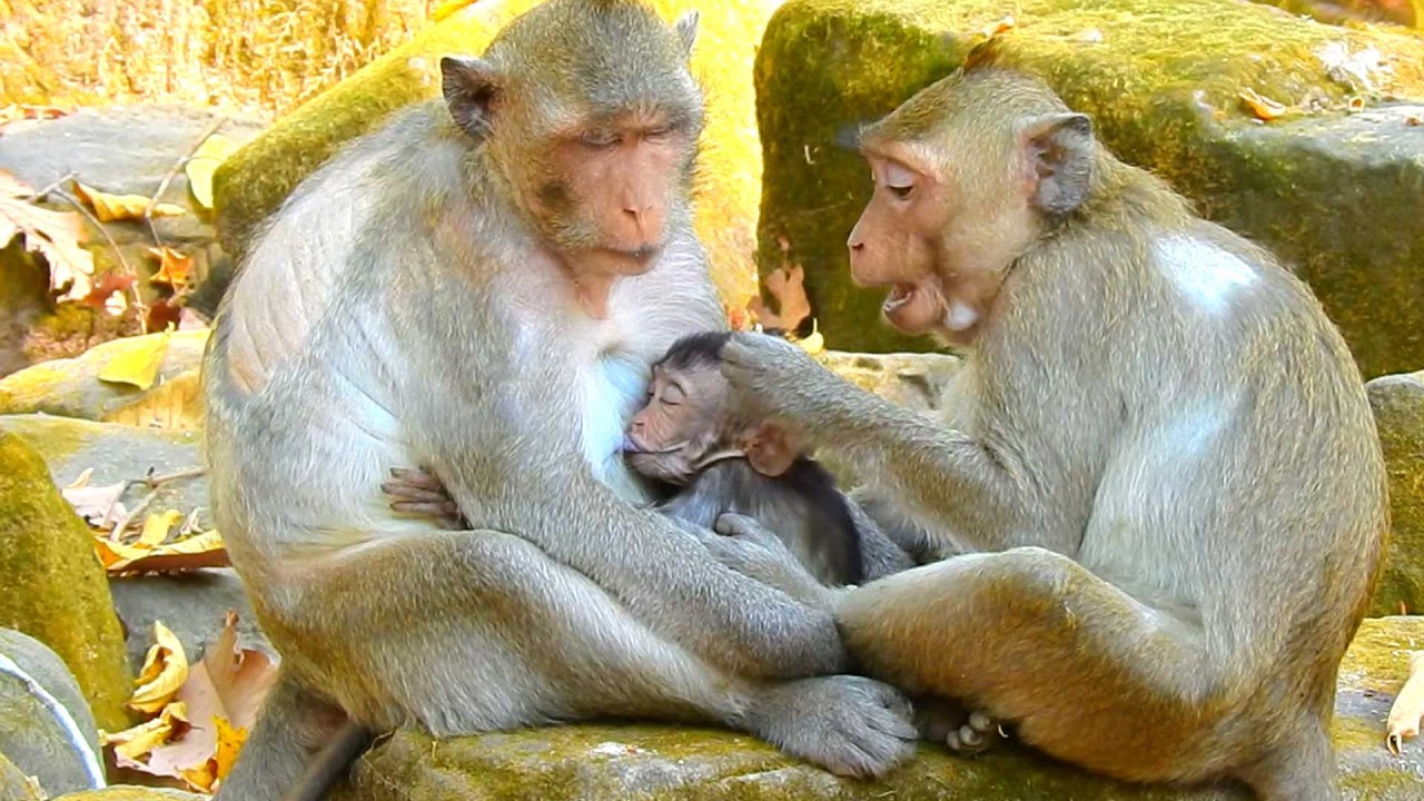 Top Sweet Primate baby,Jonna Really Loves Her Sister Jazzy and Baby Jiva